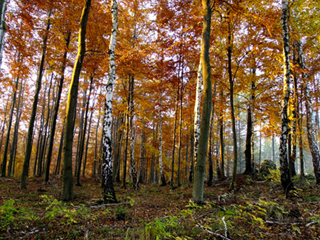 DSCF0008.JPG
