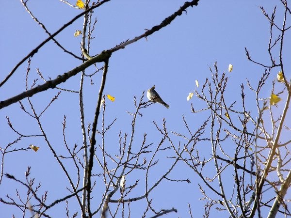 DSCF0042.JPG