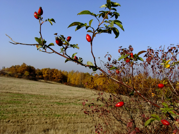 DSCF0049.JPG