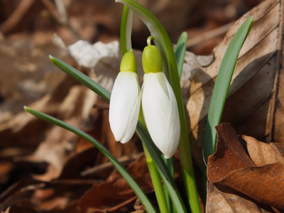 DSCF0071.JPG