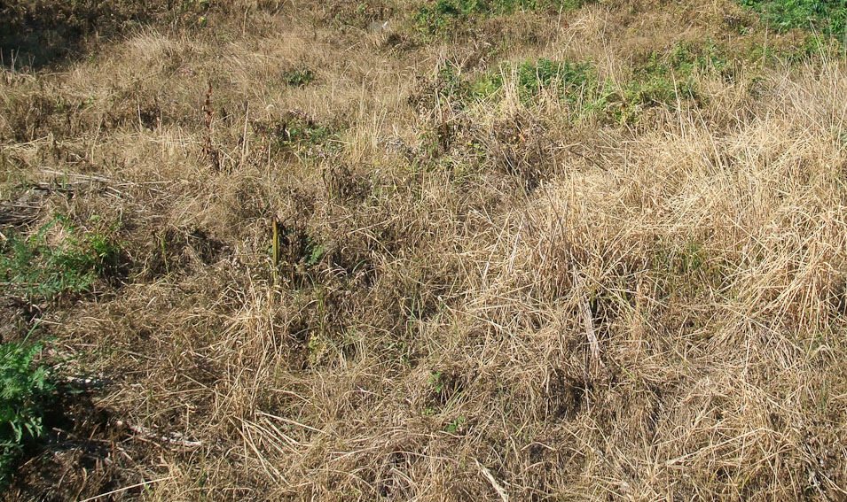 DSCF3732.jpg
