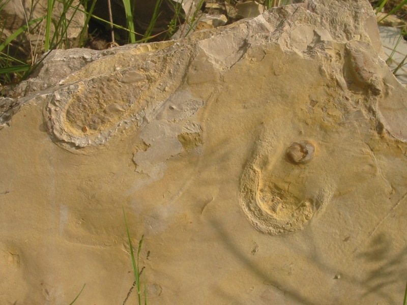 100-0082_IMG.JPG