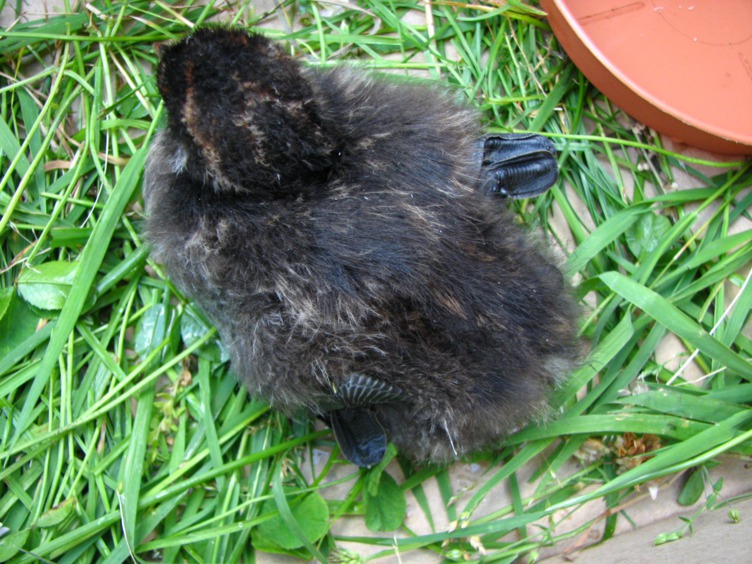 pp (3).jpg