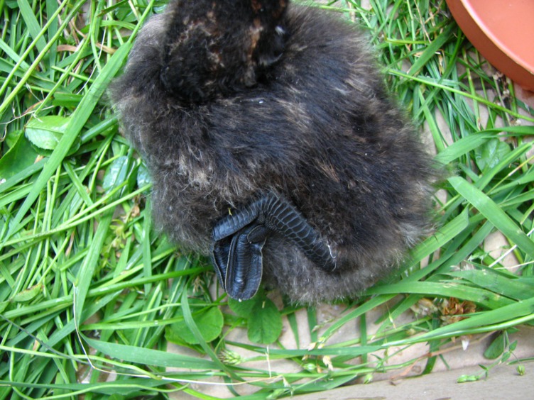 pp (4).jpg