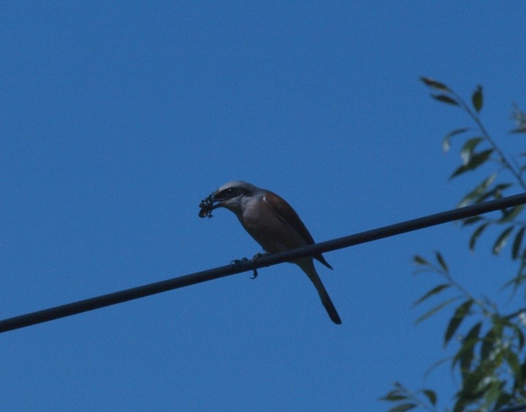 P7089450.jpg