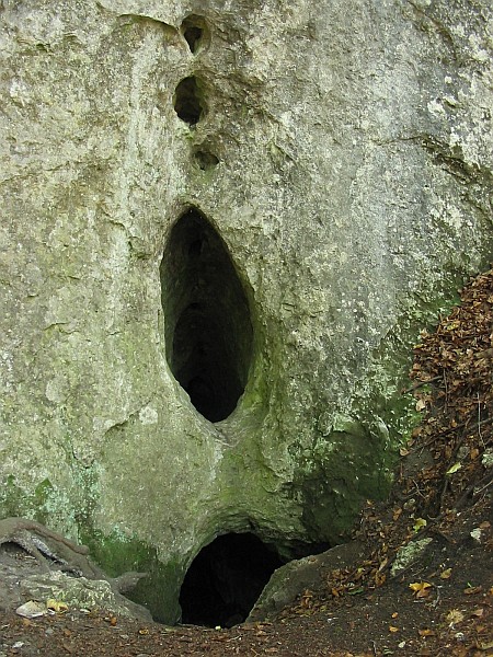 fikusna-01.jpg