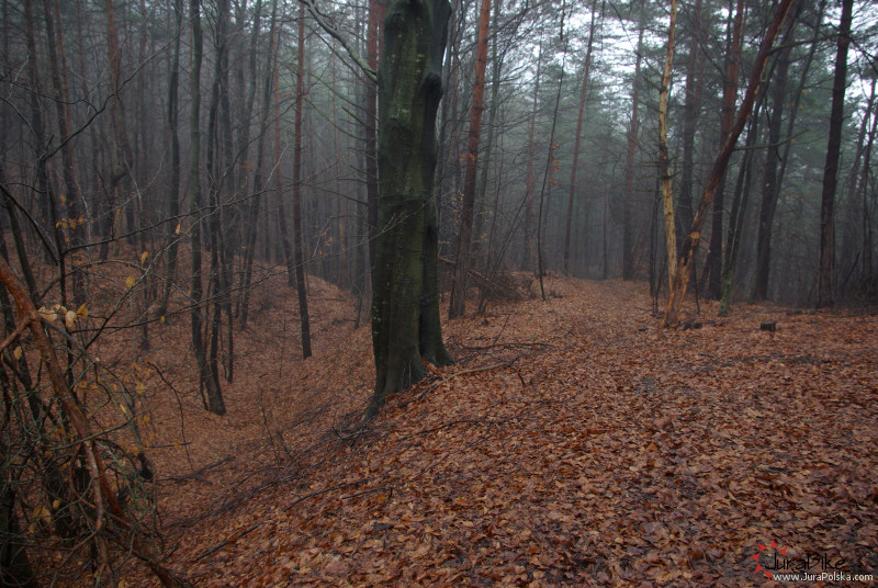 zag200208_3.jpg