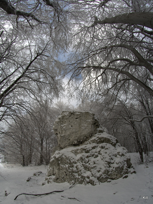 _MG_1794.jpg