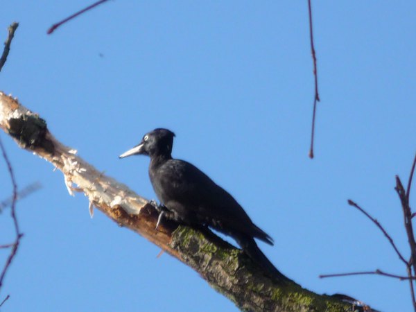 P1000175_600x450.JPG