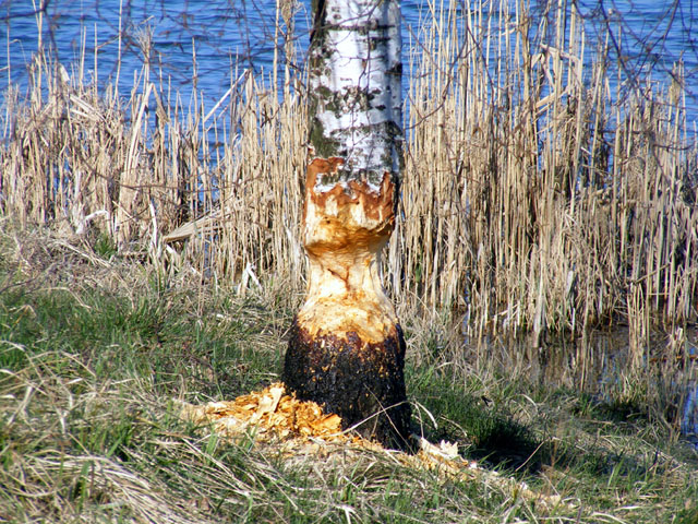 2008_03300156.jpg