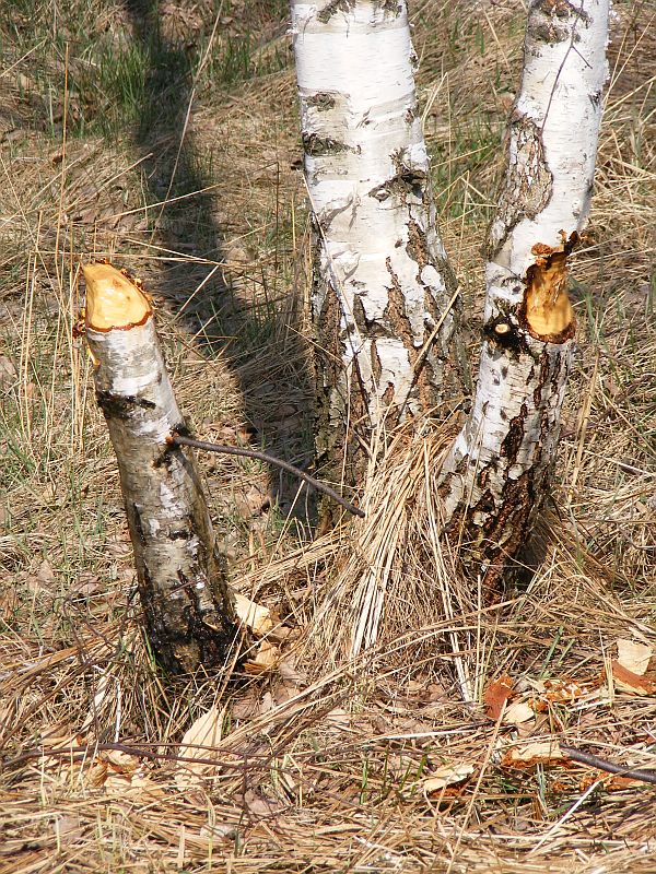 2008_03300102.jpg