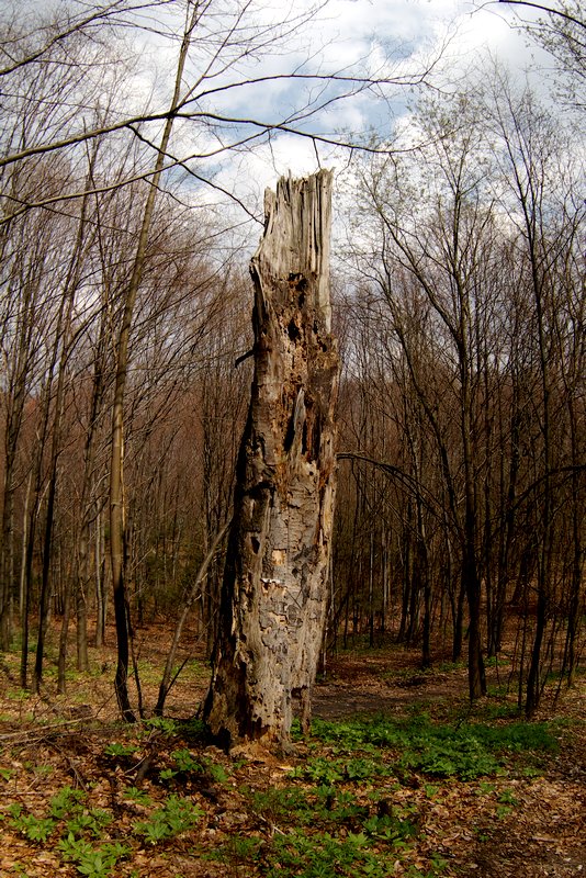pień.jpg