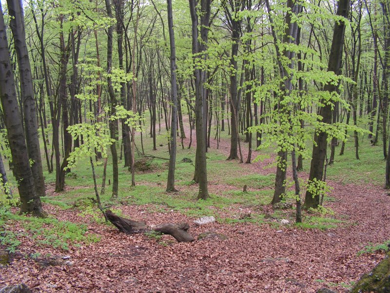 Zielona Góra.jpg