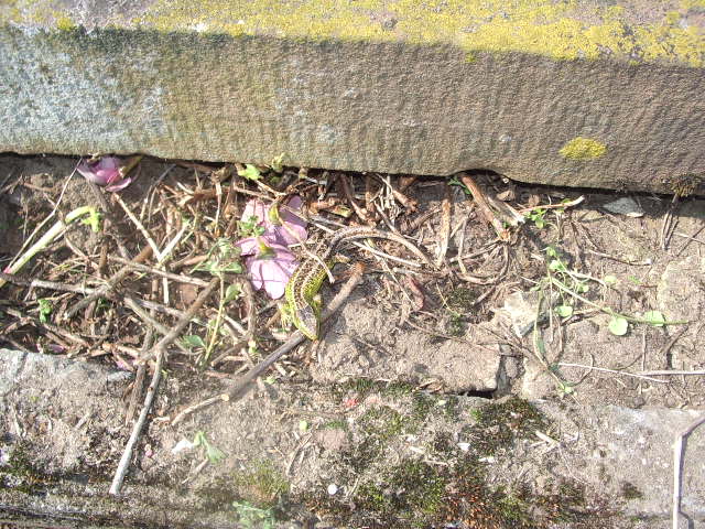 IMGP1525.JPG