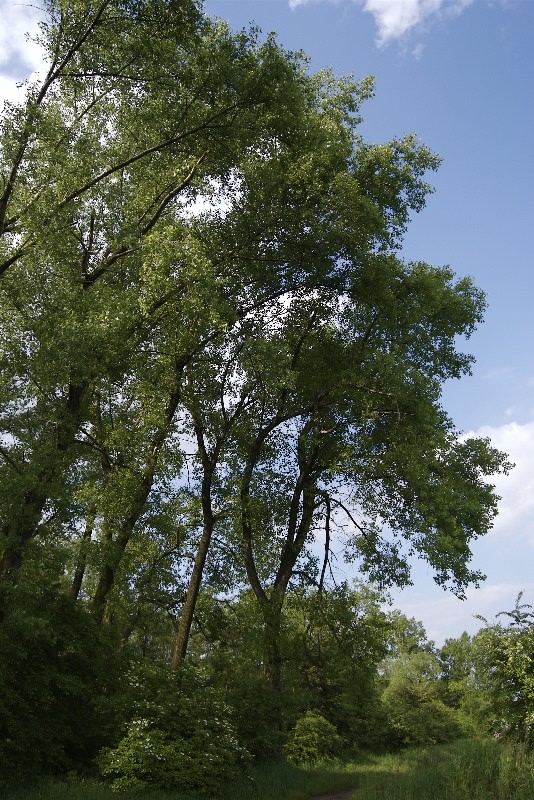 DSC_0037.jpg