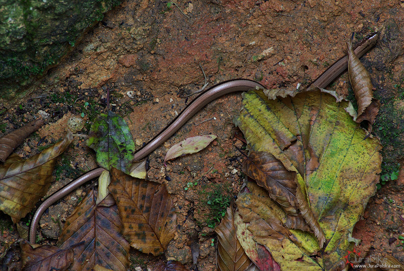140108-padalec1.jpg