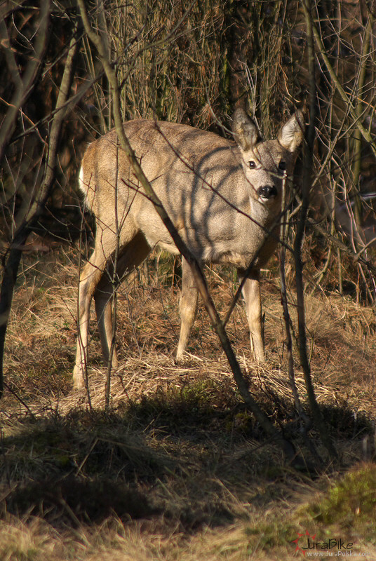 210309_sarna_p.jpg