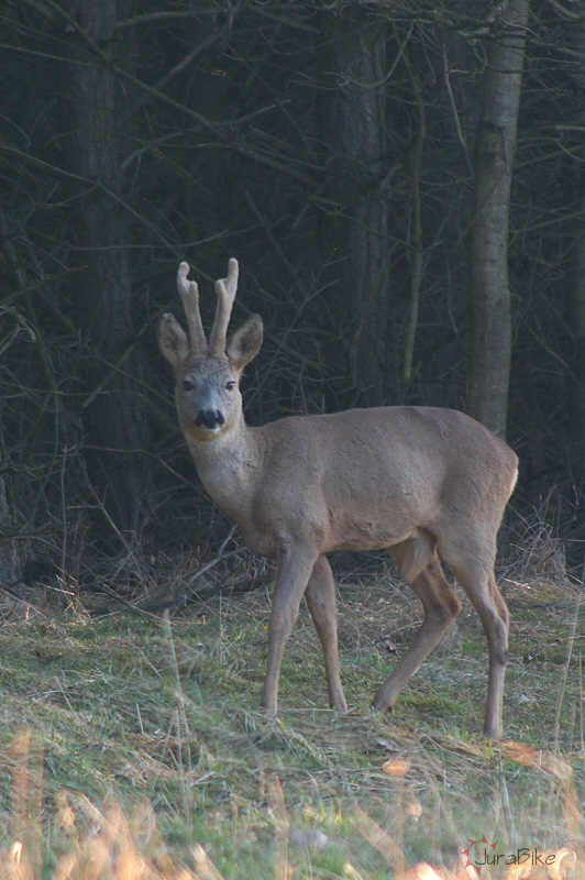 sarny_310309_1.jpg