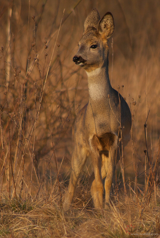sarny_310309_5.jpg