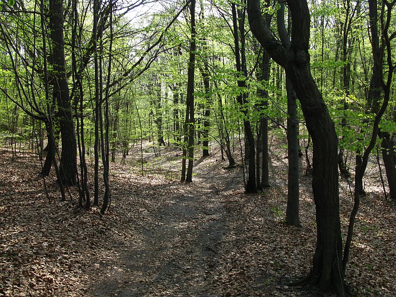 IMG_6864.jpg