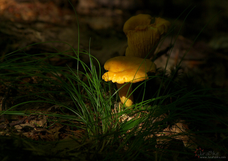 50709_2.jpg