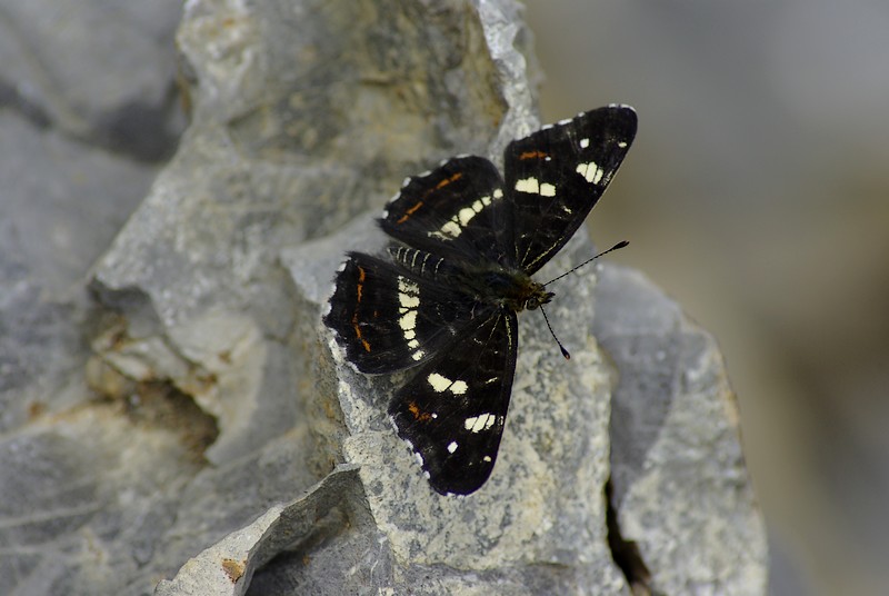 motyl.jpg