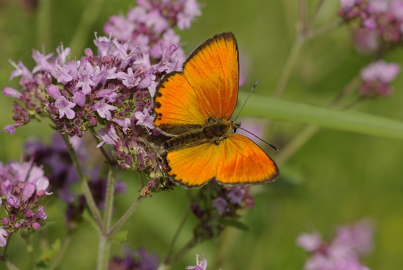 motyl3.jpg