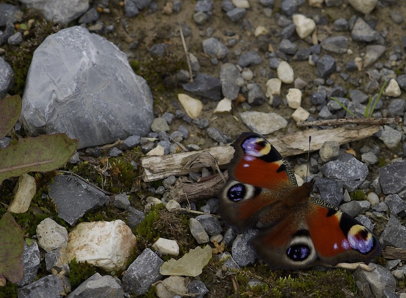 motyl1.jpg