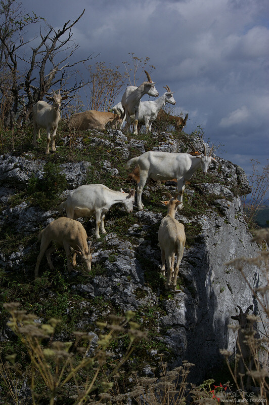 60909_kozy_1.jpg