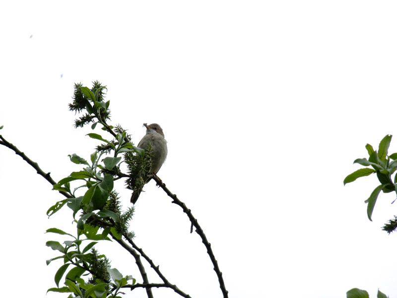 DSCF0059.JPG