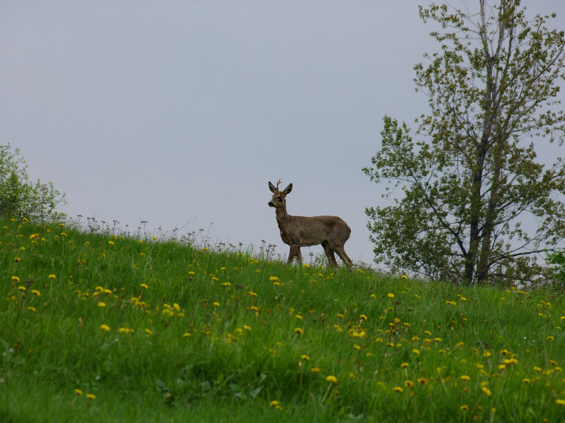 DSCF0011.JPG