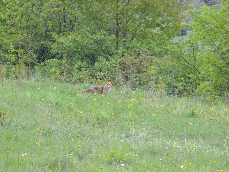 DSCF0013.JPG