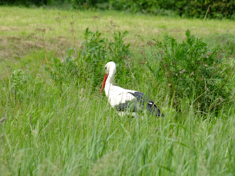 DSCF0134.JPG