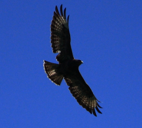 IMG_2501.JPG