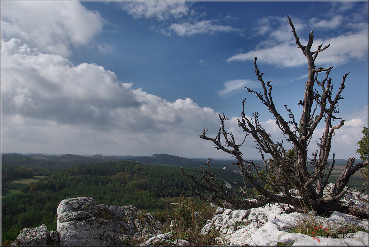 Gra Zborw, Podlesice