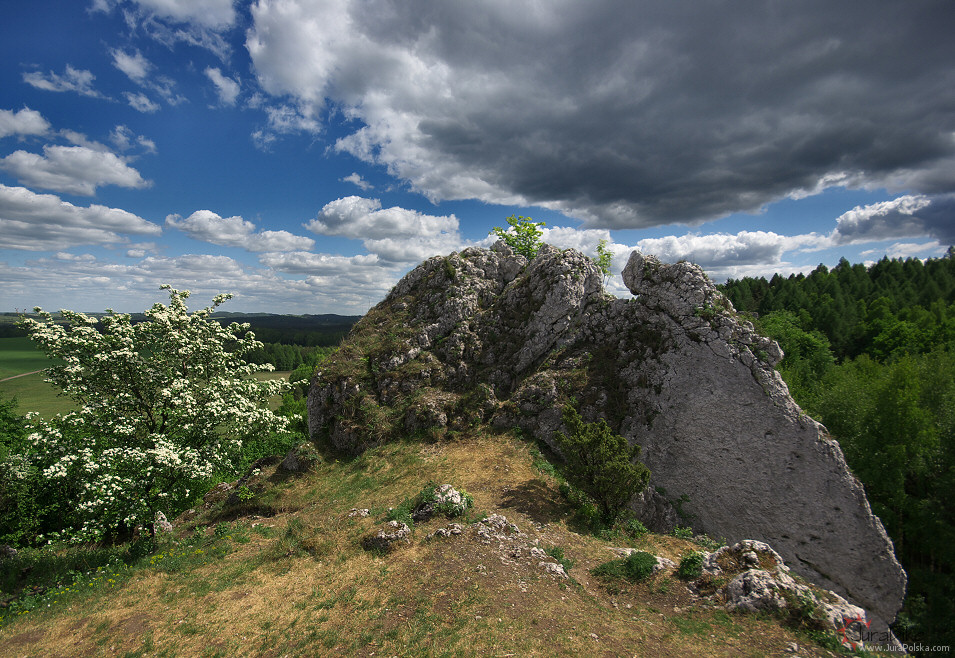 Gra Janowskiego, Podzamcze