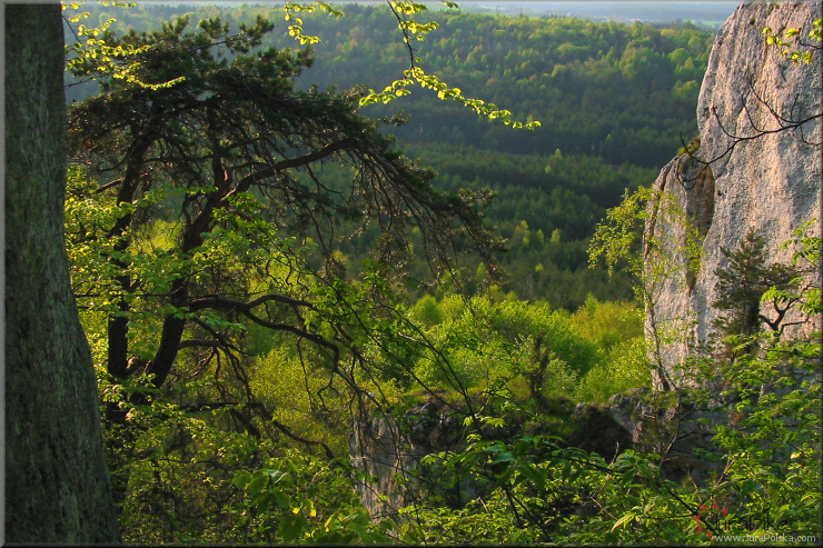 Skaki Kroczyckie, Podlesice