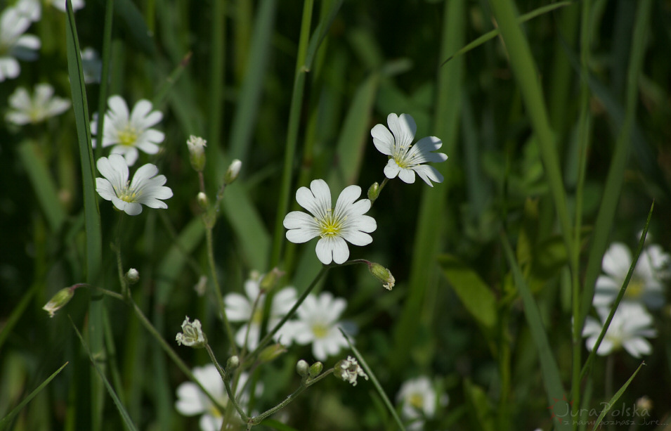Rogownica polna, kamienioom Julianka