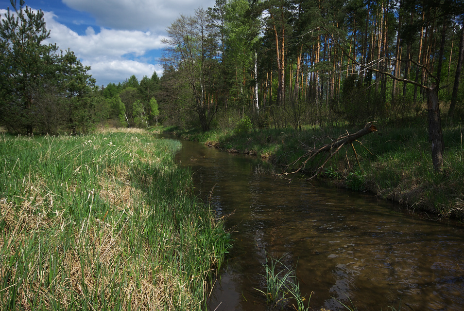 Wodząca