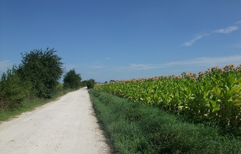 Ponidzie