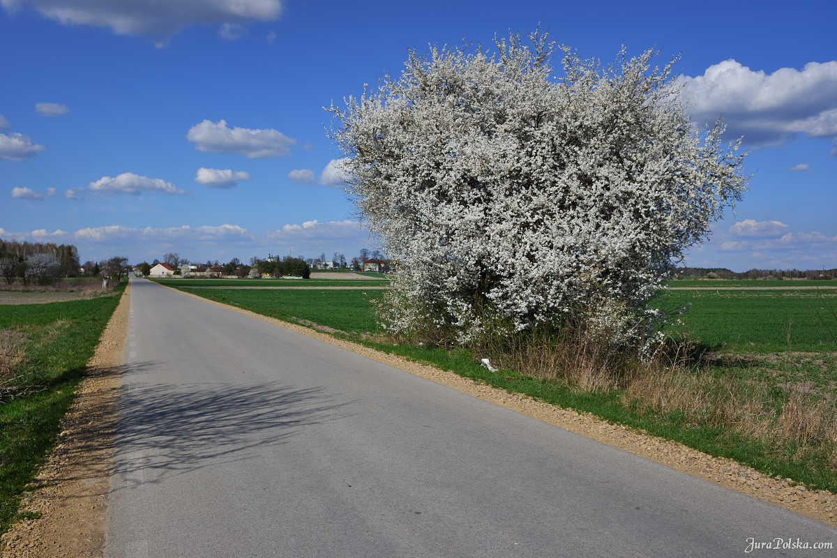 Dąbrowa Zielona